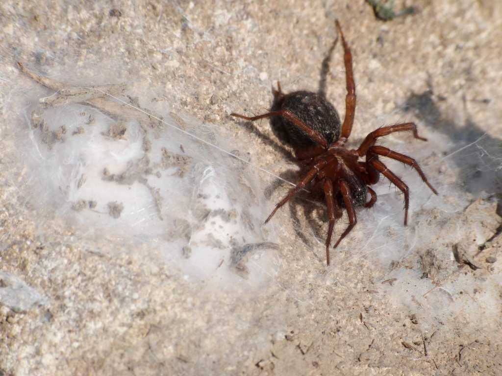 Lycosoides coarctata con ovisacco (ovisacchi?) - Tolfa (RM)